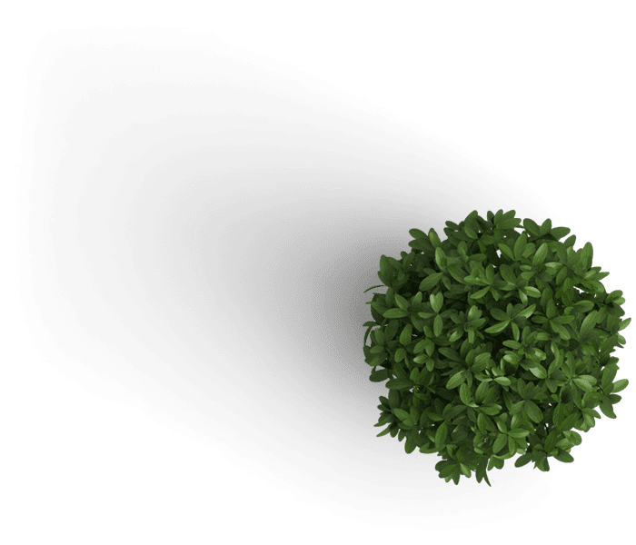 Um arbusto pequeno e redondo com folhas verdes densas e vibrantes sobre um fundo simples.