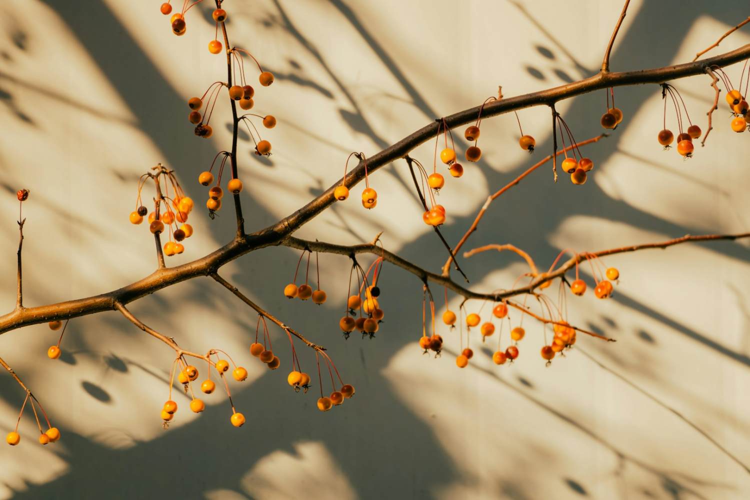 Branches and shadows cast on a textured wall.