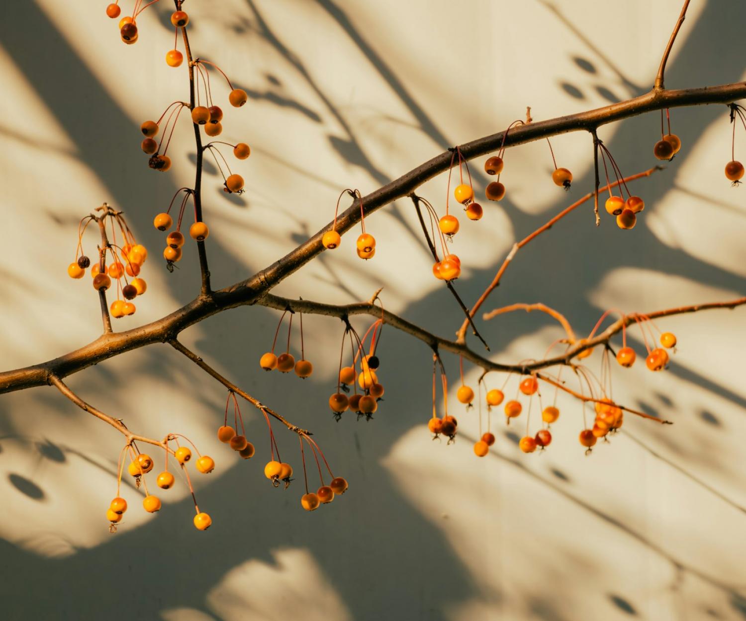 Branches and shadows cast on a textured wall.